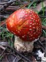 sm 356 Fly Amanita